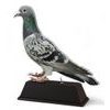 Ostrava Pigeon Trophy