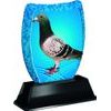 Iceberg Pigeon Trophy
