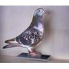 Cannes Pigeon Trophy