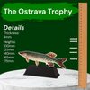 Ostrava Trout Fish Trophy