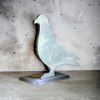 Cannes Pigeon Trophy