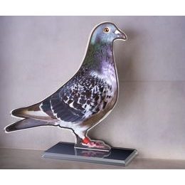 Cannes Pigeon Trophy