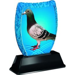 Iceberg Pigeon Trophy