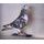 Cannes Pigeon Trophy