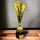 Hays Gold Trophy Cone Stars Cup