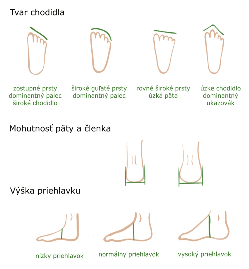 tvary chodila