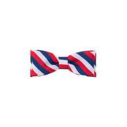 Papion tricolor
