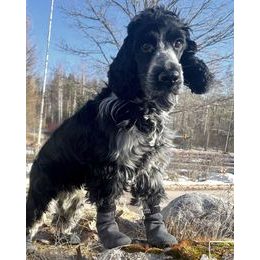 Rukka Pets ponožkové botičky pro psy – 4 ks