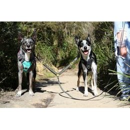 Rozdvojka na vodítko pro psy - DOOG Dual Walker - LADY, 2x 38-60 cm