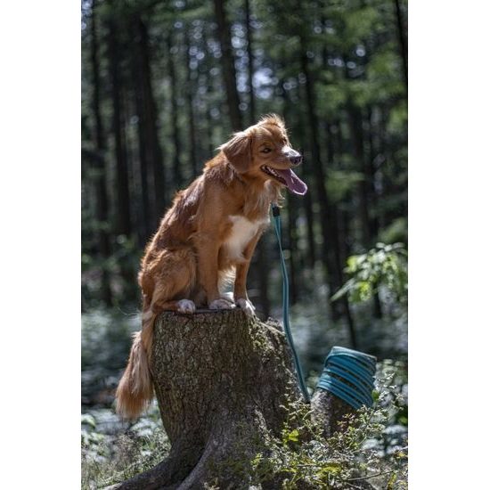 Stopovací reflexní pogumované vodítko Flamingo Xeno, 5 metrů x 2 cm - tyrkysová