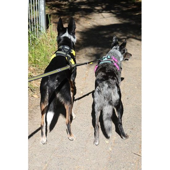 Rozdvojka na vodítko pro psy - DOOG Dual Walker - BOLT, 2x 38-60 cm