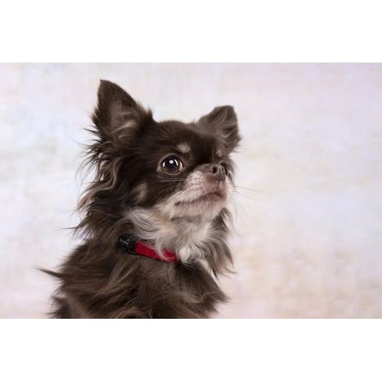 Obojek pro psy - Flamingo Ziggi - tmavě šedivá