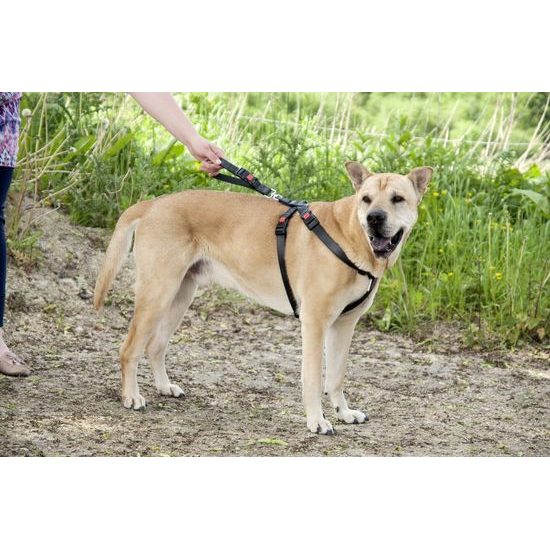 Flamingo Duma - bezpečnostní postroj do auta pro psa - černý