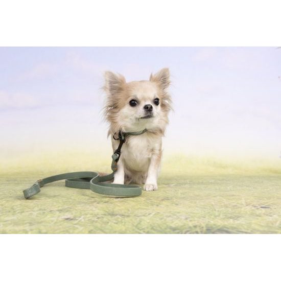 Flamingo Leano Green - kožený obojek pro psy, zelený