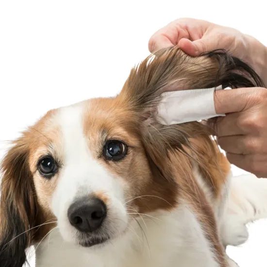 Trixie ear care, jednorázové pečující návleky na prst - 50ks