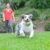 Chuckit! Míček Sniff Ball s vůní arašídového másla 6,5 cm