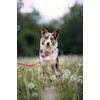 Woolly Wolf Color Block Martingale Collar
