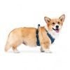 Woolly Wolf Roam Harness