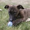 KONG Hračka guma Puppy Ball w/Hole M/L