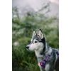 Woolly Wolf Northern Lights Harness