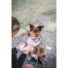 Woolly Wolf Color Block Martingale Collar