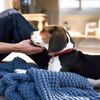 DogSpace Lassie tlaková branka pro pejsky 73-80 cm bílá