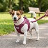 CURLI Postroj pro psy se sponou Air-Mesh Ruby 2XS, 2-4 kg CURLI Postroj pro psy se sponou Air-Mesh Ruby S, 4-7 kg