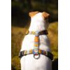 Woolly Wolf Nightless Night Harness
