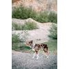 Woolly Wolf Color Block Martingale Collar