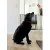 DogSpace Max M prostorová zábrana kovová černá