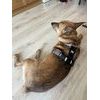 FUNKY DOG Konopný postroj pro psa – neomezující, pohodlný a z přírodních materiálů