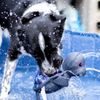 CoolPets hračka do vody Želvička