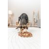 Trixie DOG ACTIVITY lev šustící koberec na pamlsky ø 26 cm polyester hnědá