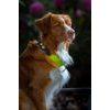 Woolly Wolf Color Block Martingale Collar
