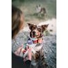 Woolly Wolf Color Block Martingale Collar