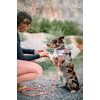 Woolly Wolf Color Block Martingale Collar
