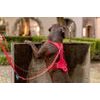 CURLI Postroj pro psy Belka Comfort Red M, 20-30 kg