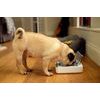 SureFlap SureFeed Pet Bowl miska na čip
