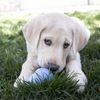 KONG Hračka guma sněhulák Puppy L