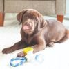 JW Pet JW Hračka pro štěňata 3 v 1 Puppy Connects