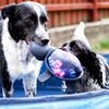 CoolPets hračka do vody Želvička