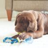 JW Pet JW Hračka pro štěňata 3 v 1 Puppy Connects