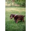 Woolly Wolf Color Block Martingale Collar