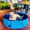 CoolPets bazének Dog Pool