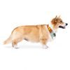 Woolly Wolf Color Block Martingale Collar