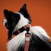 FUNKY DOG Konopné krátké vodítko pro psa 1,7 m hnědé