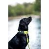 Woolly Wolf Color Block Martingale Collar