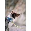 Woolly Wolf Alpha 360 Collar
