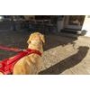 CURLI Postroj pro psy Belka Comfort Red M, 20-30 kg