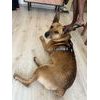 FUNKY DOG Konopný postroj pro psa – neomezující, pohodlný a z přírodních materiálů